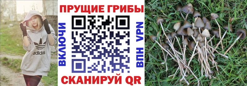 Галлюциногенные грибы Psilocybine cubensis  как найти закладки  Снежногорск 
